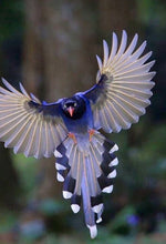 Charger l'image dans la galerie, Boucles d'oreilles ARA