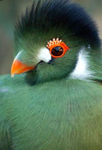 Charger l'image dans la galerie, Mono boucle COLIBRI
