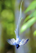 Charger l&#39;image dans la galerie, Boucles TROPICO COLORS
